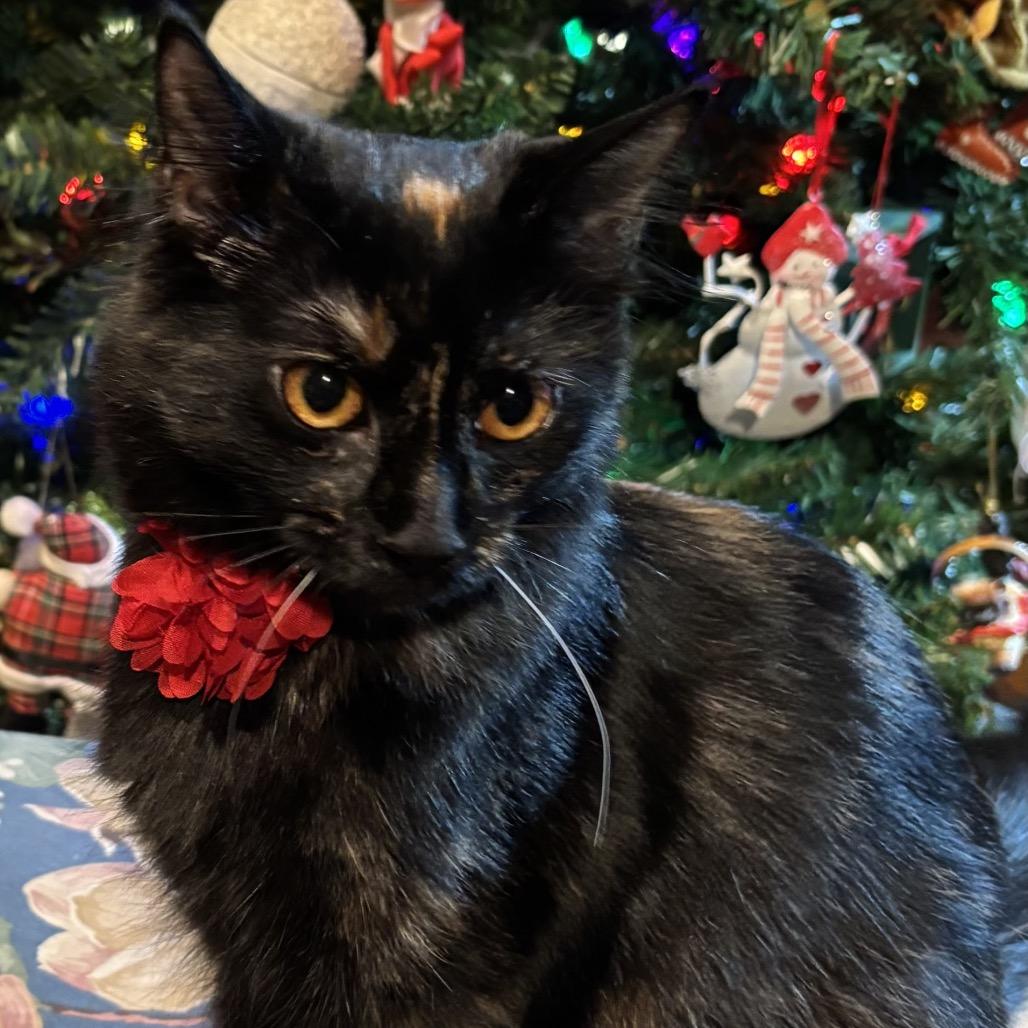 Shadow, a Adoptable Domestic Long Hair in Tuscaloosa, AL image 2/2