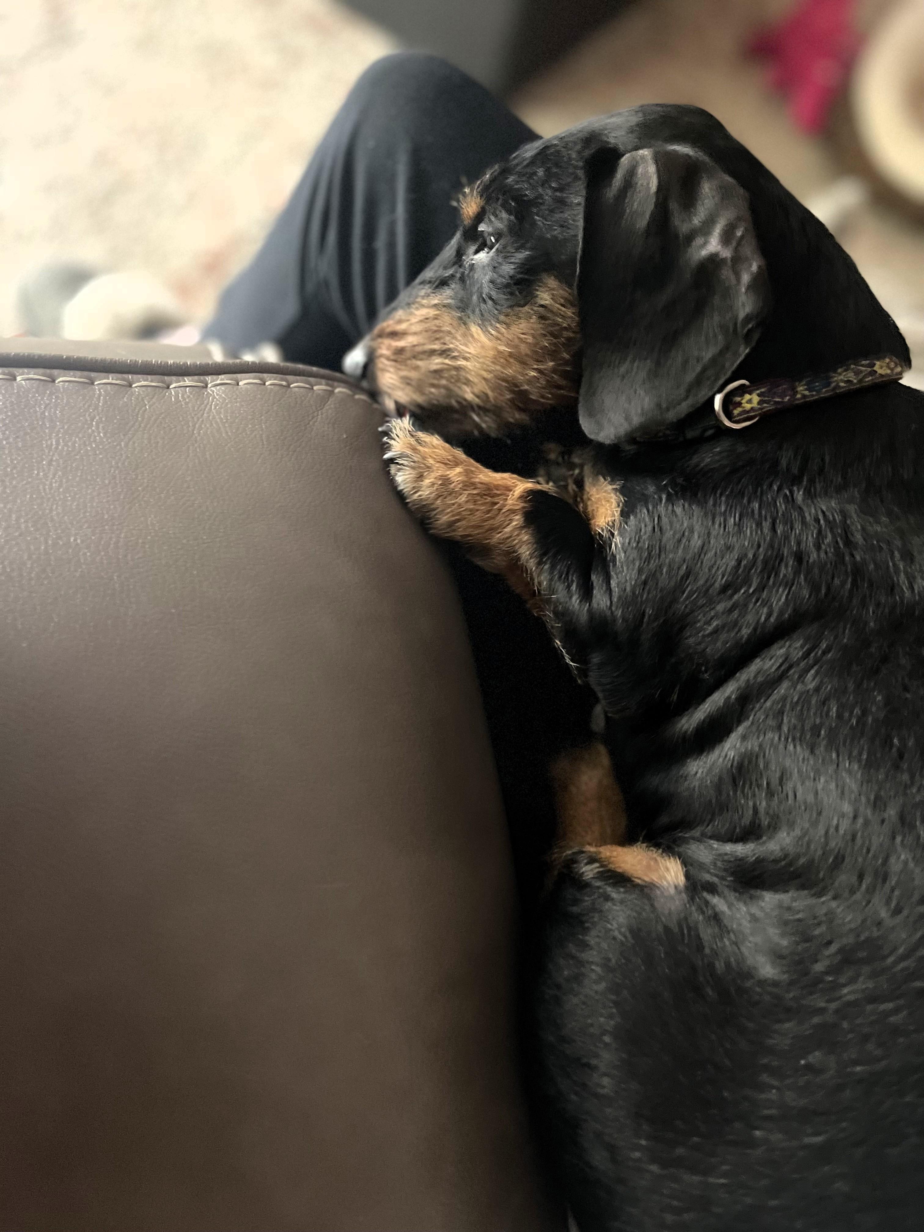 Scout, an adopted Dachshund in Salt Lake City, UT image 2/5