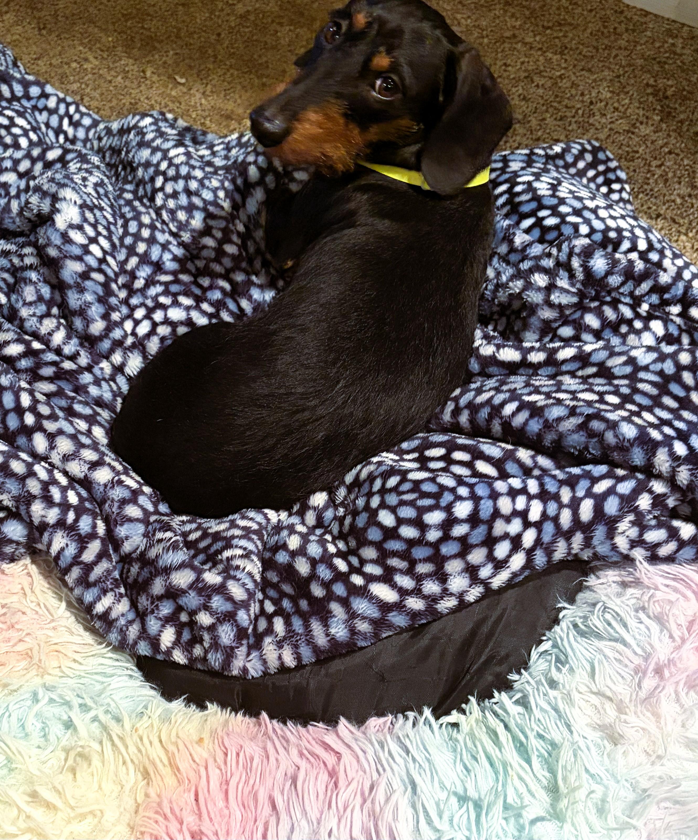 Scout, an adopted Dachshund in Salt Lake City, UT image 5/5