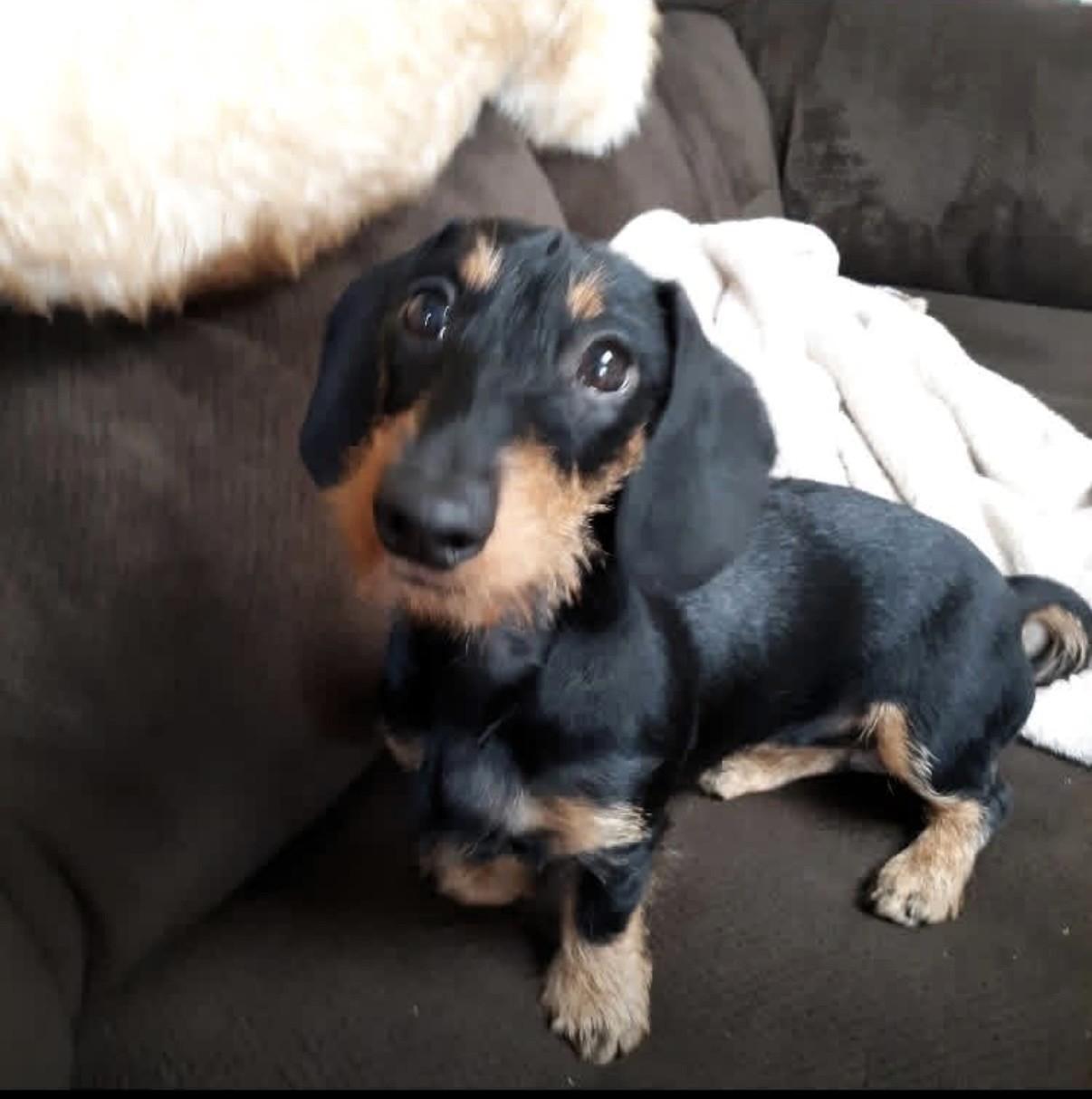 Scout, an adopted Dachshund in Salt Lake City, UT image 4/5