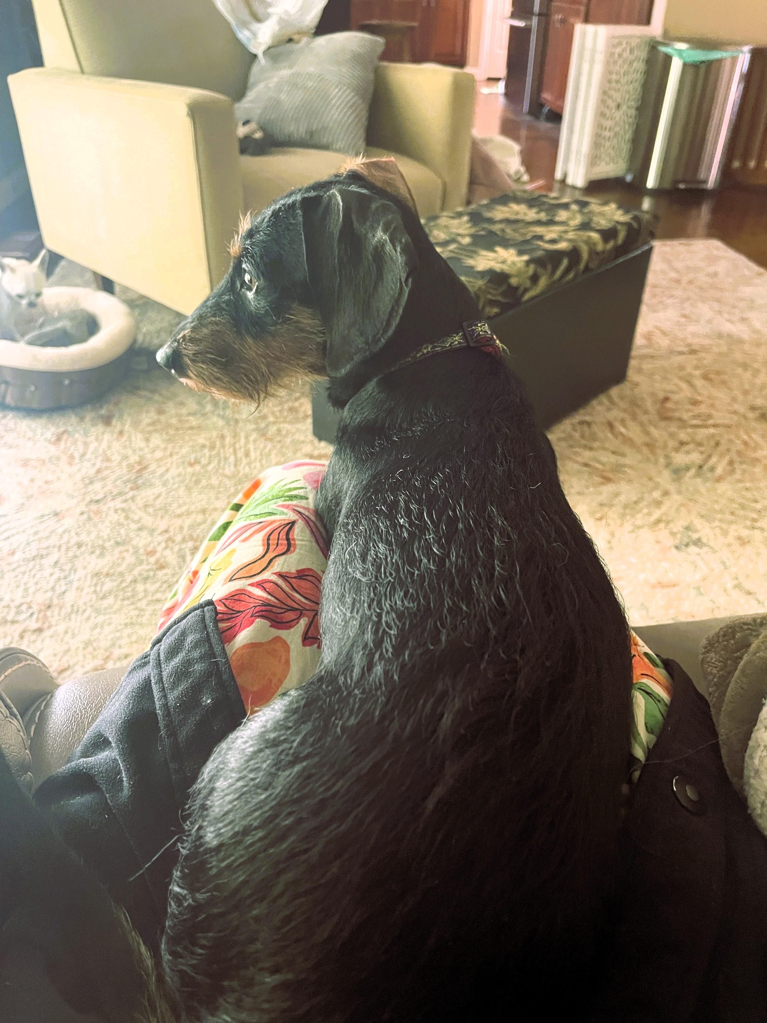 Scout, an adopted Dachshund in Salt Lake City, UT image 3/5