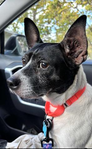 Stella, a ADOPTABLE mixed breed in New Albany, OH image 2/4