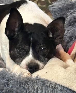 Stella, a ADOPTABLE mixed breed in New Albany, OH image 3/4