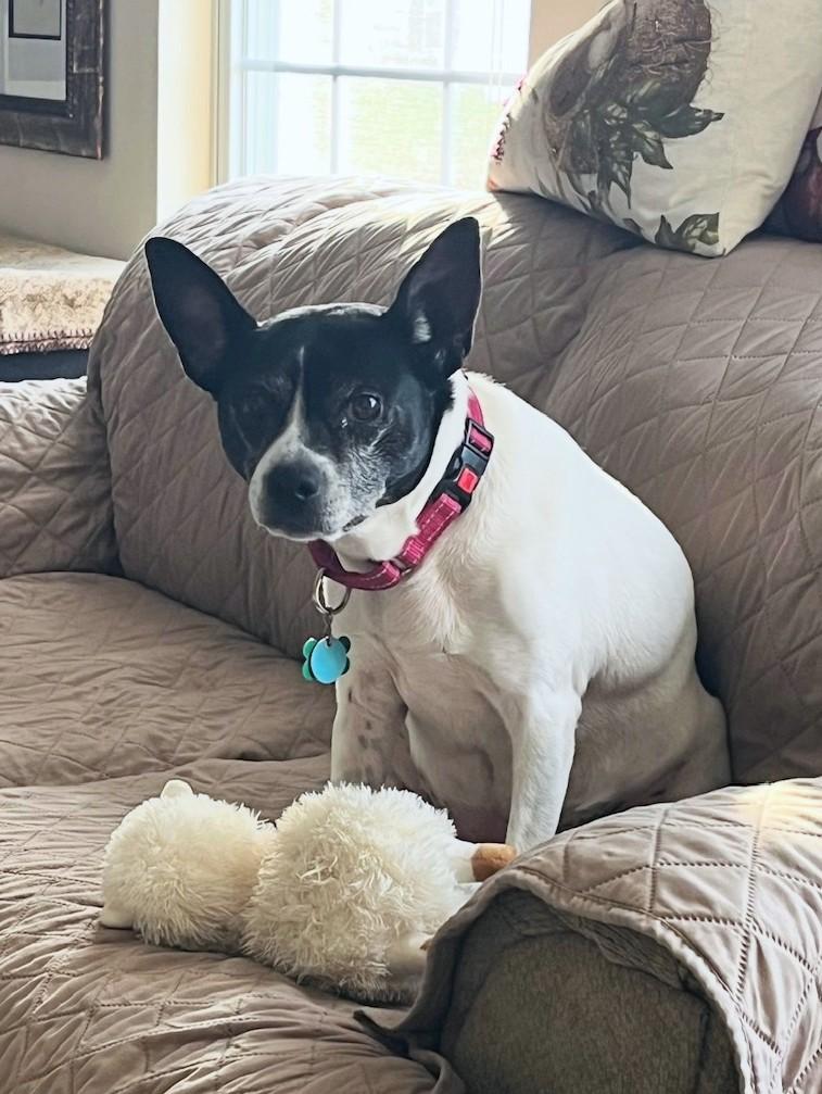 Stella, a ADOPTABLE mixed breed in New Albany, OH image 4/4
