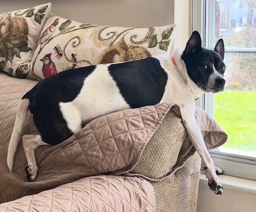 Stella, ADOPTABLE, Senior Female Fox Terrier.