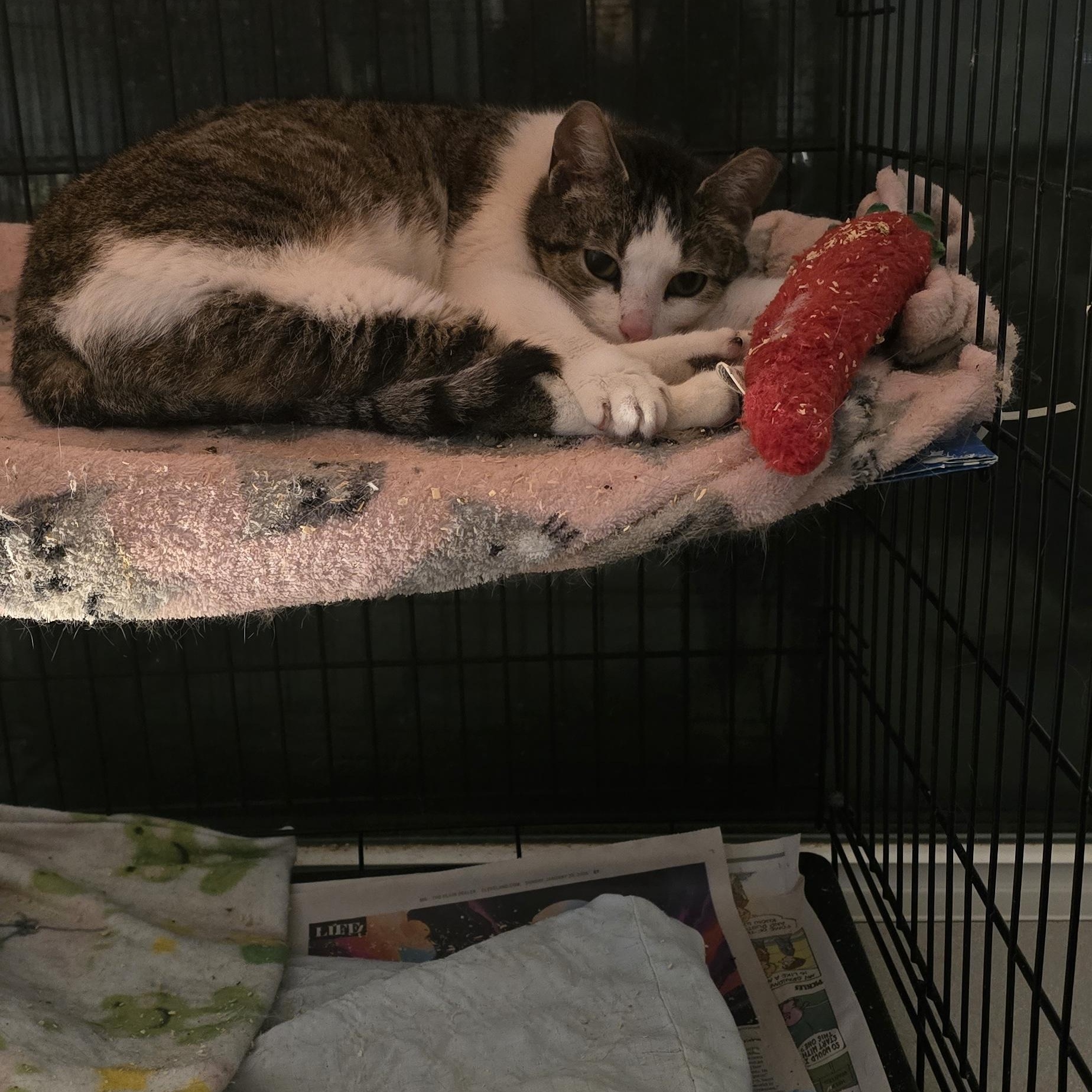 Enlarge Peggy, a ADOPTABLE Domestic Medium Hair in Eastlake, OH image 2/2