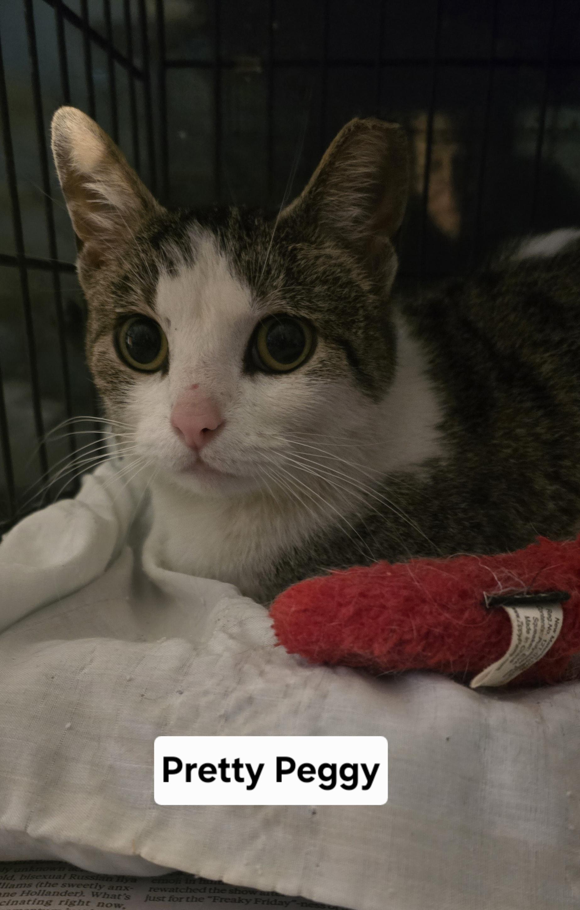 Enlarge Peggy, a ADOPTABLE Domestic Medium Hair in Eastlake, OH image 1/2