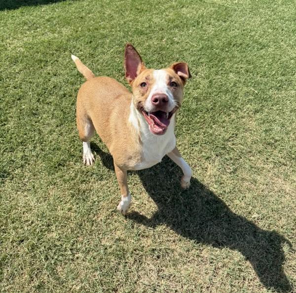 Athena, a Adoptable mixed breed in Tulare, CA image 1/6