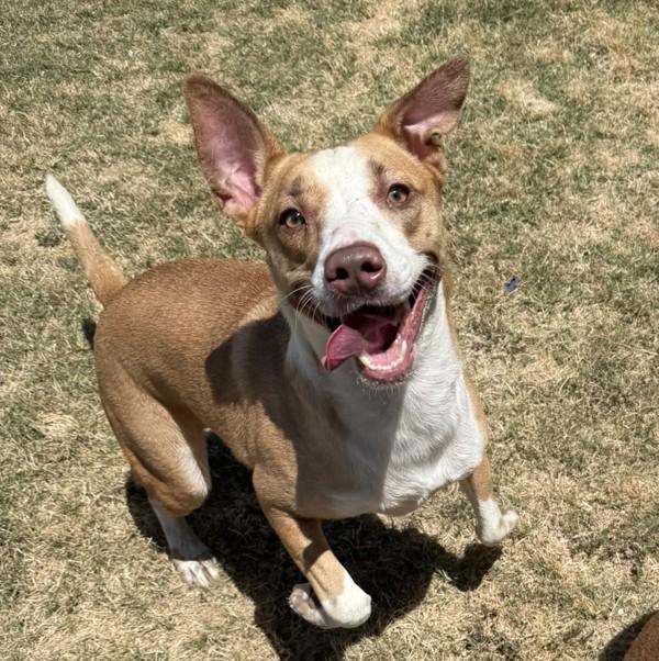 Athena, Adoptable, Adult Female American Staffordshire Terrier & Siberian Husky.