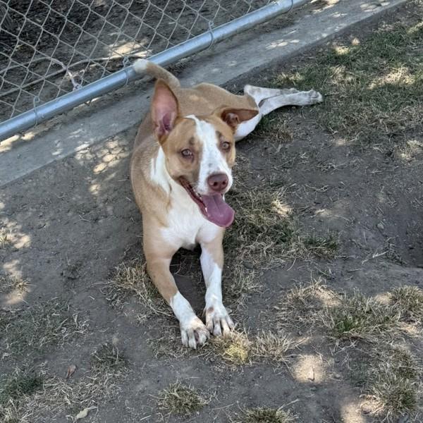 Athena, a Adoptable mixed breed in Tulare, CA image 2/6