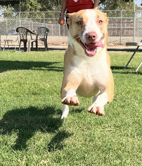 Athena, a Adoptable mixed breed in Tulare, CA image 3/6