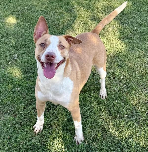 Athena, a Adoptable mixed breed in Tulare, CA image 5/6