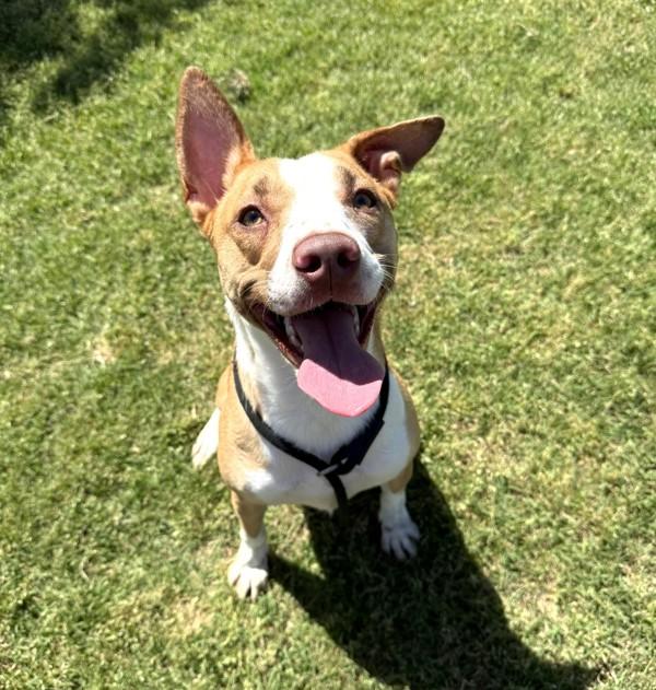 Athena, a Adoptable mixed breed in Tulare, CA image 6/6