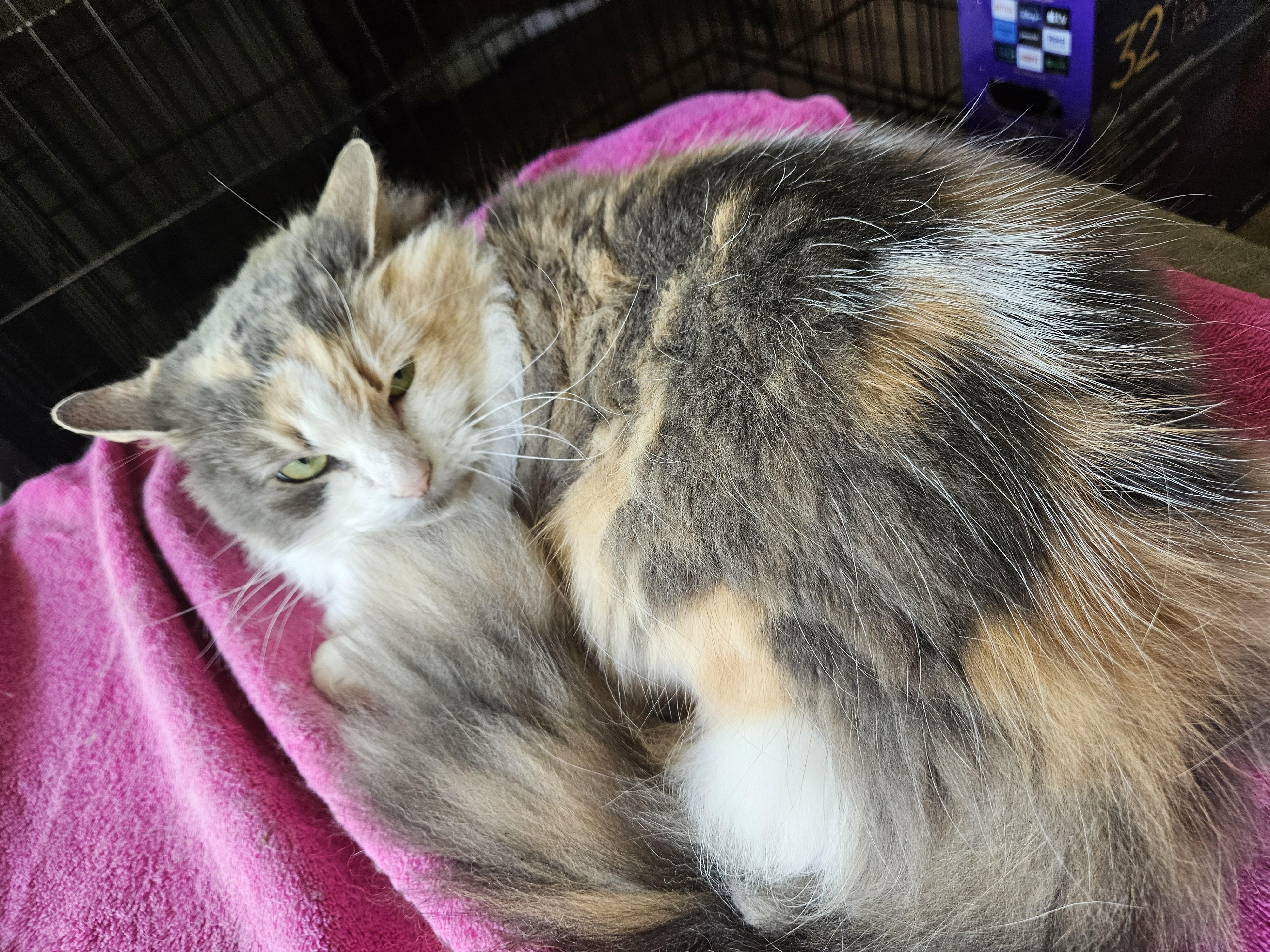 Enlarge Luna, a Adoptable mixed breed in Mathews, NC image 5/6