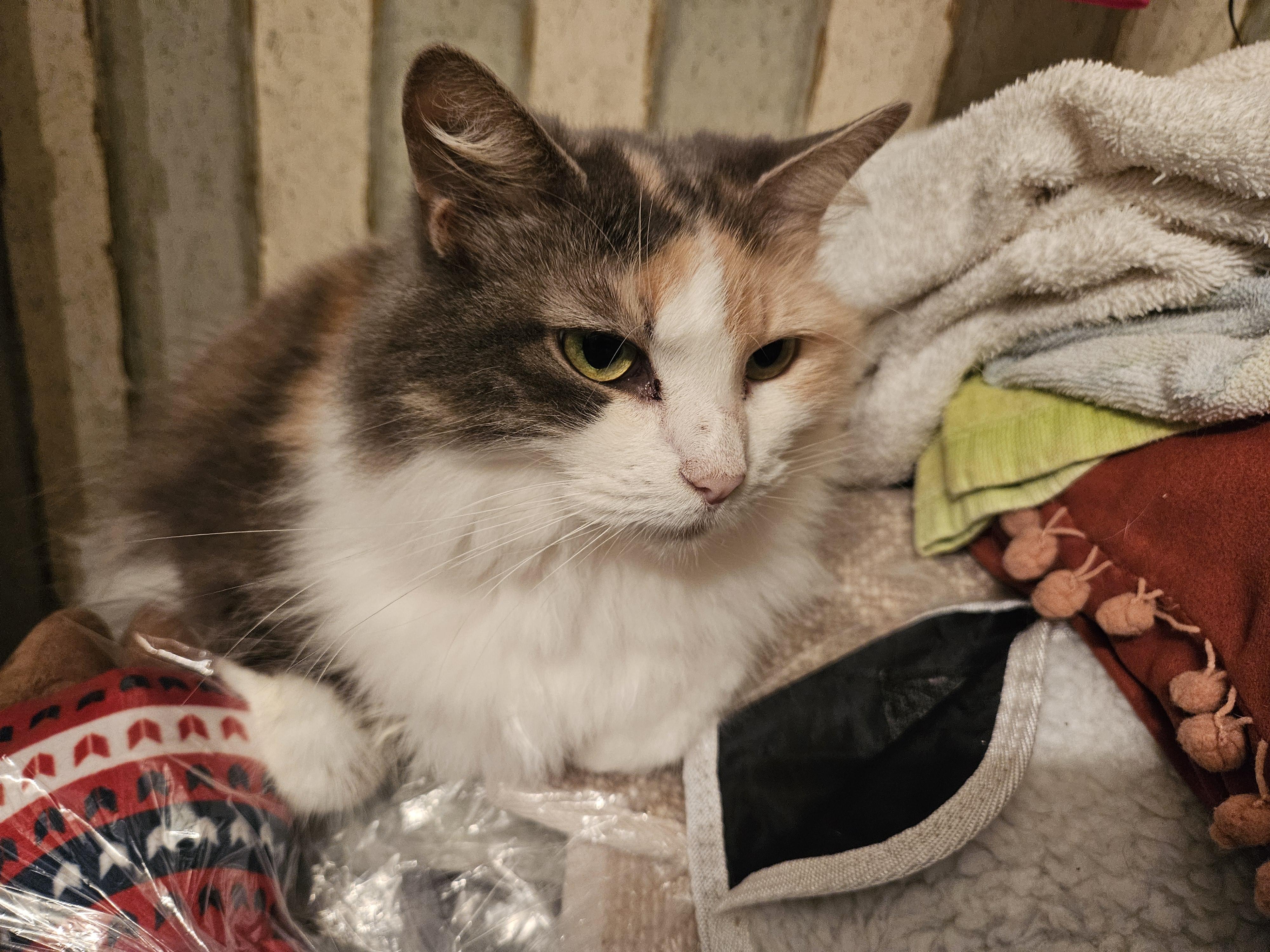 Enlarge Luna, a Adoptable mixed breed in Mathews, NC image 6/6