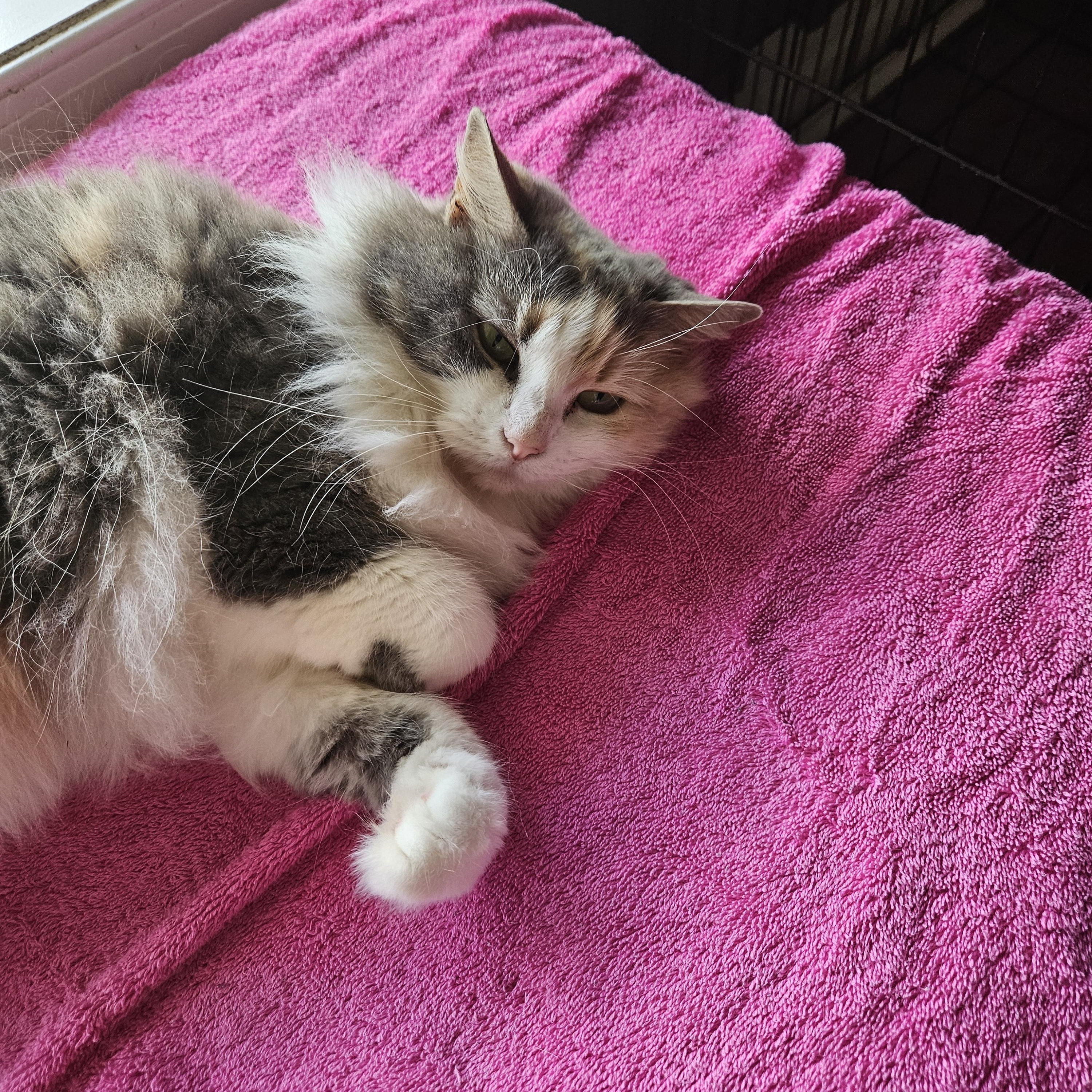 Enlarge Luna, a Adoptable mixed breed in Mathews, NC image 3/6