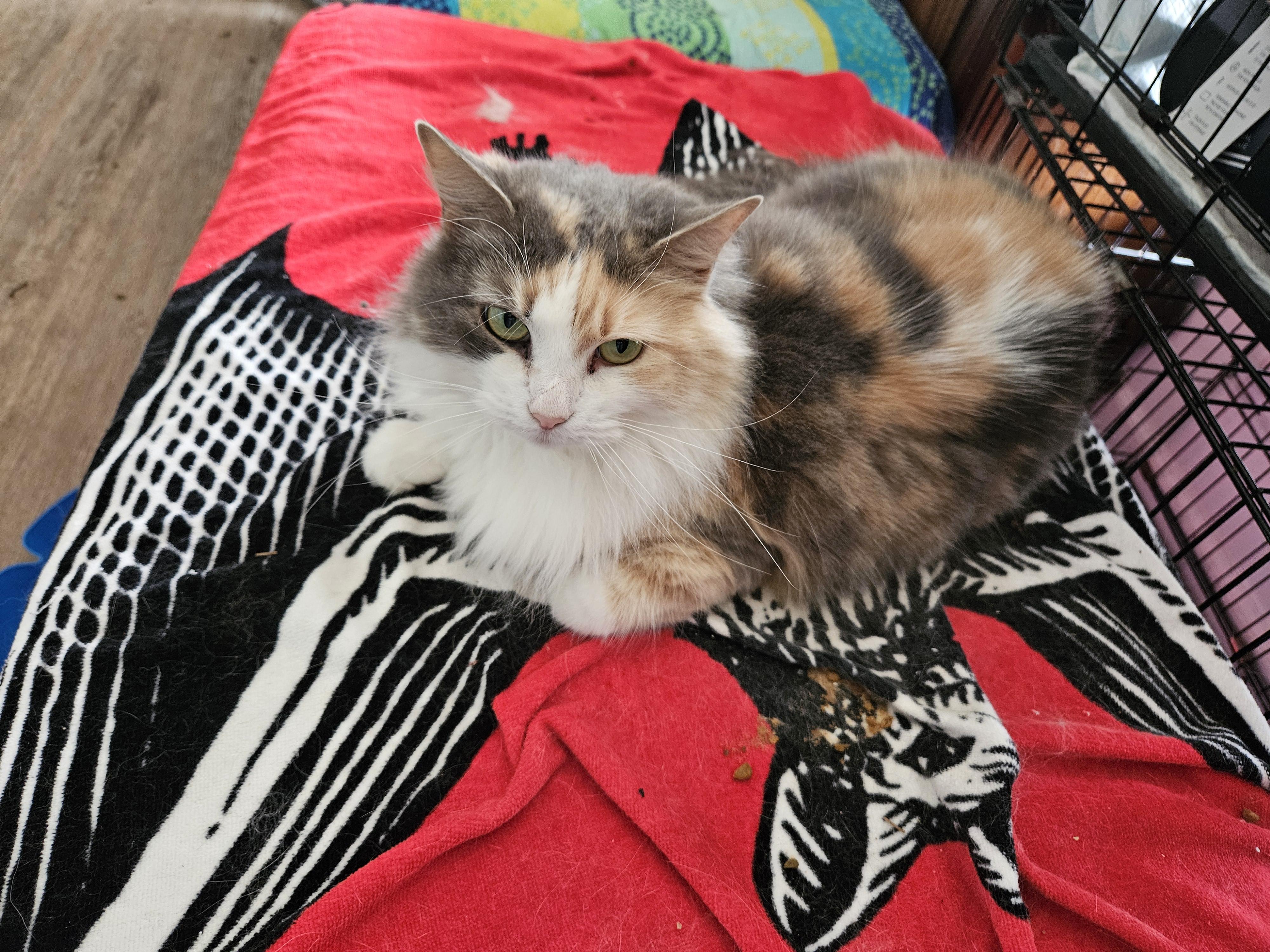 Enlarge Luna, a Adoptable mixed breed in Mathews, NC image 2/6