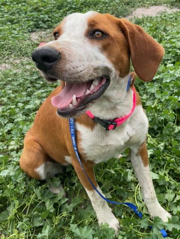 Enlarge Little Ann, a ADOPTABLE Mixed Breed in Polson, MT image 2/5