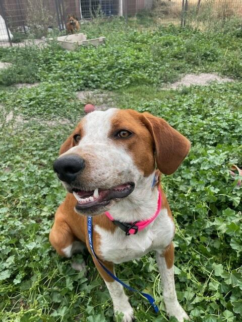 Enlarge Little Ann, a ADOPTABLE Mixed Breed in Polson, MT image 3/5