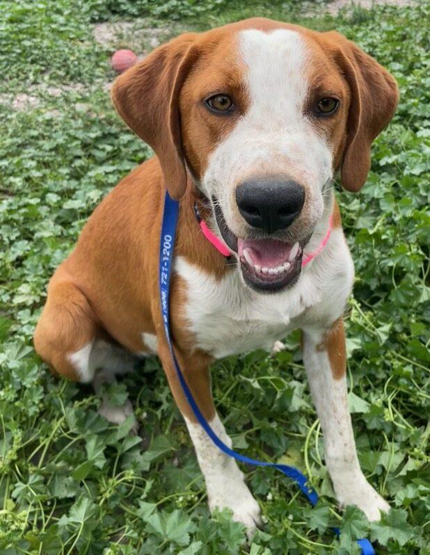 Enlarge Little Ann, a ADOPTABLE Mixed Breed in Polson, MT image 1/5
