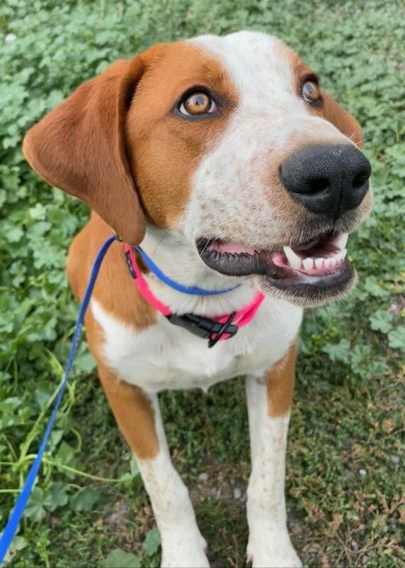 Enlarge Little Ann, a ADOPTABLE Mixed Breed in Polson, MT image 5/5
