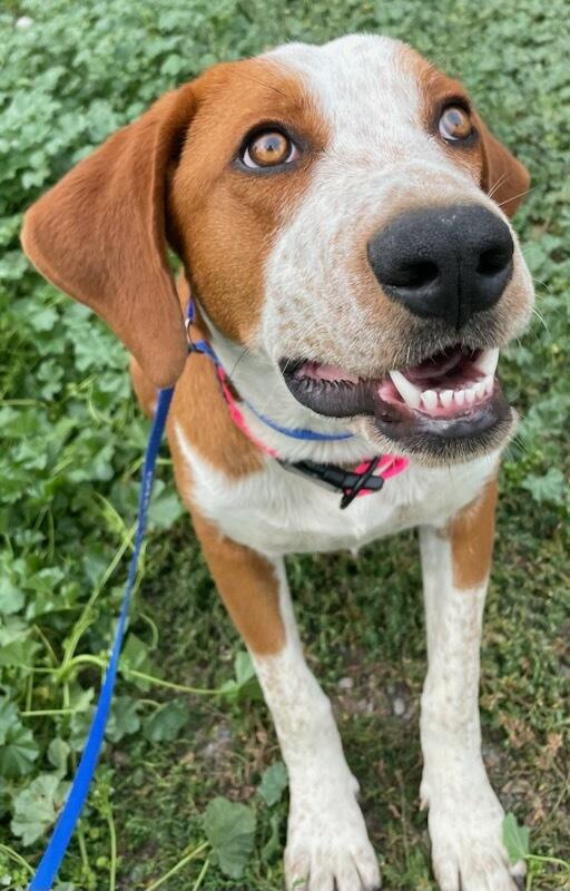 Enlarge Little Ann, a ADOPTABLE Mixed Breed in Polson, MT image 4/5