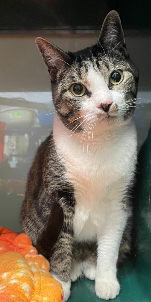 Walnut, Adoptable, Young Male Domestic Short Hair.