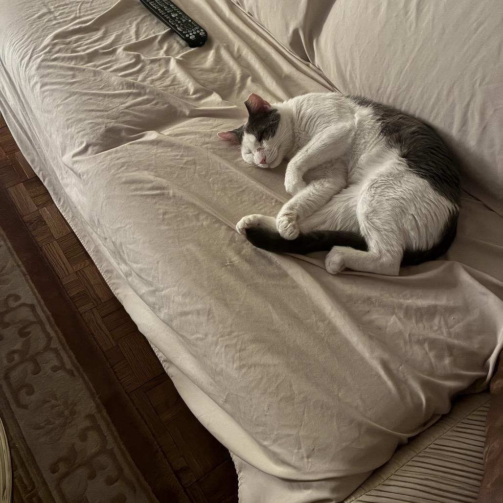 Jario, a Adoptable Domestic Short Hair in Middle Village, NY image 1/6