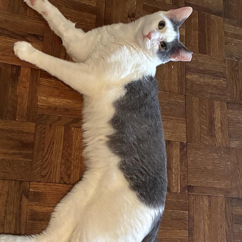 Jario, a Adoptable Domestic Short Hair in Middle Village, NY image 3/6