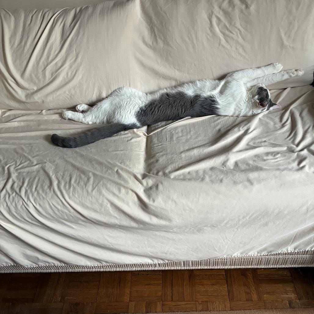 Jario, a Adoptable Domestic Short Hair in Middle Village, NY image 4/6