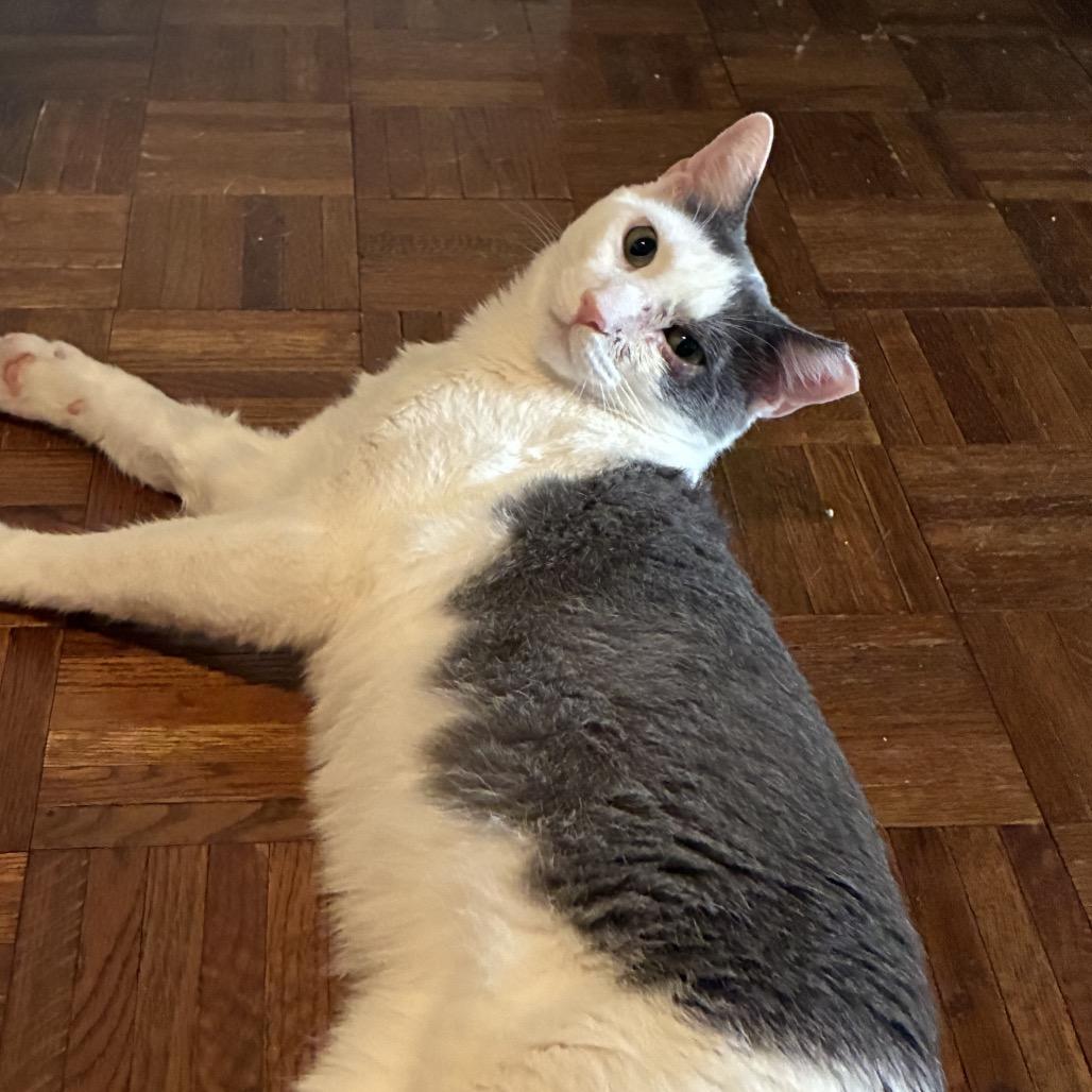 Jario, a Adoptable Domestic Short Hair in Middle Village, NY image 6/6