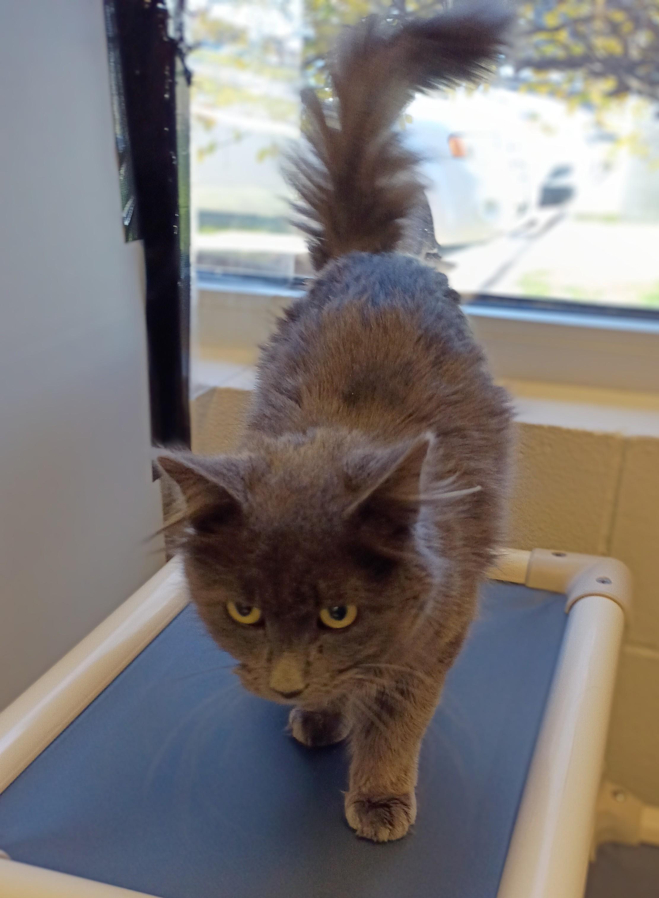 Durango, an adoptable Domestic Long Hair in Kearney, NE, 68845 | Photo Image 1