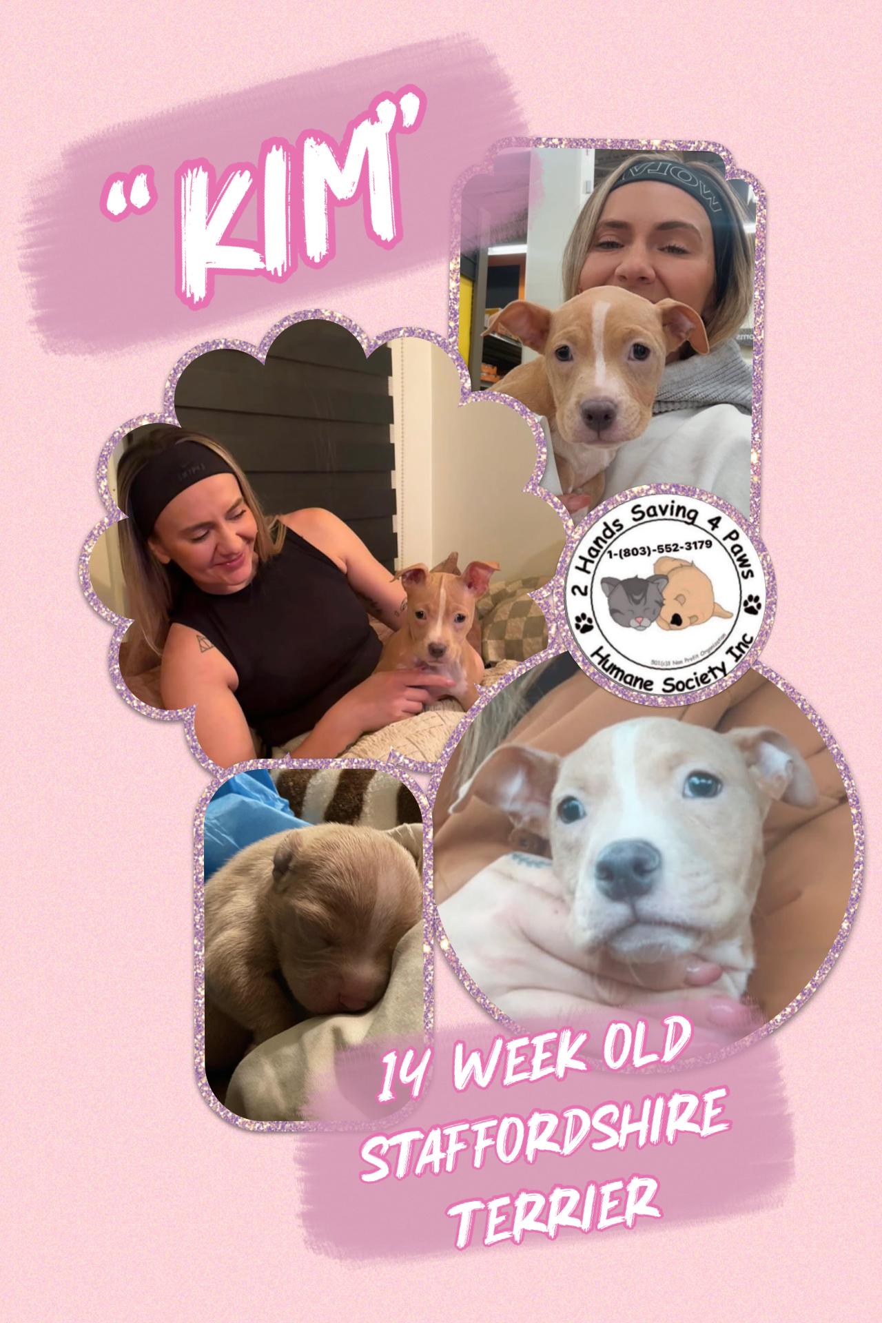 Enlarge Kim, a ADOPTABLE mixed breed in Totowa, NJ image 1/2