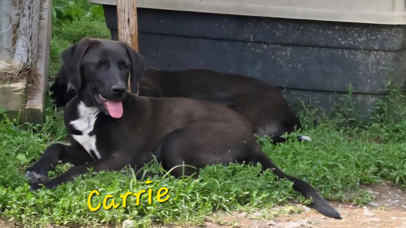 Enlarge Carrie, a Adoptable Labrador Retriever in Rutledge, TN image 1/1