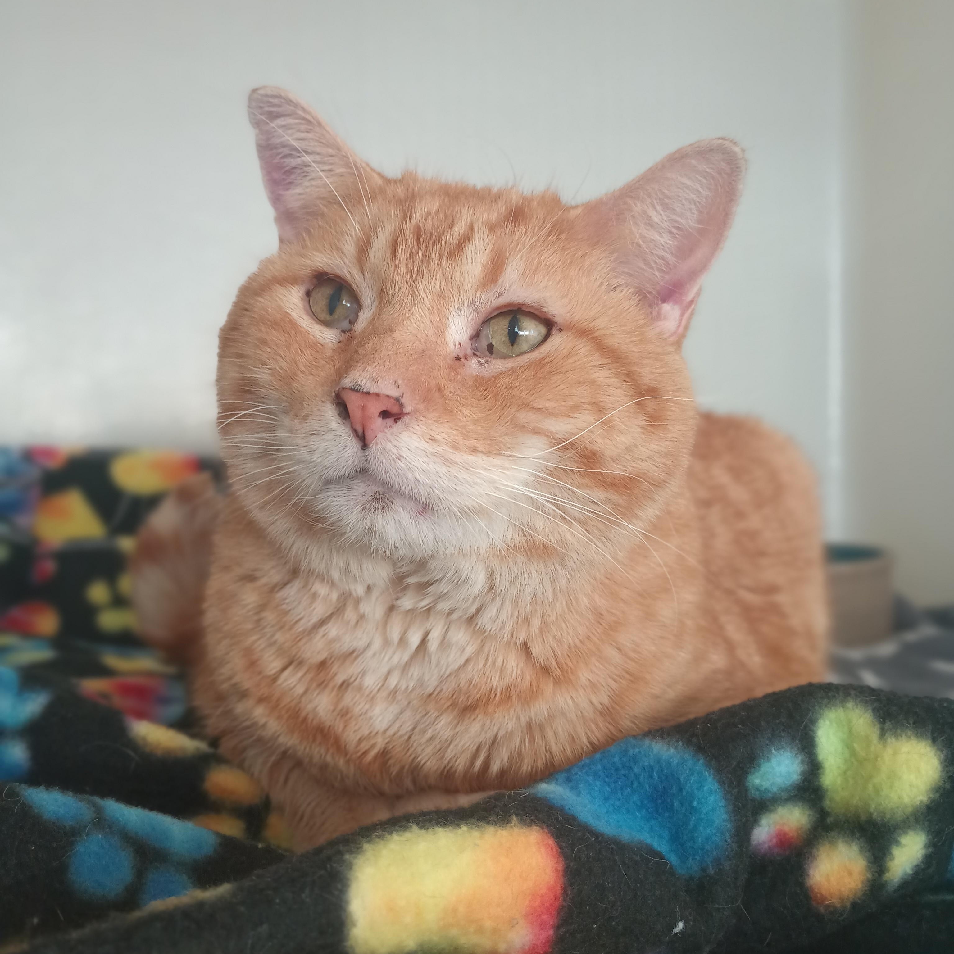 Hobby, a Adoptable mixed breed in Buena Vista, CO image 1/2