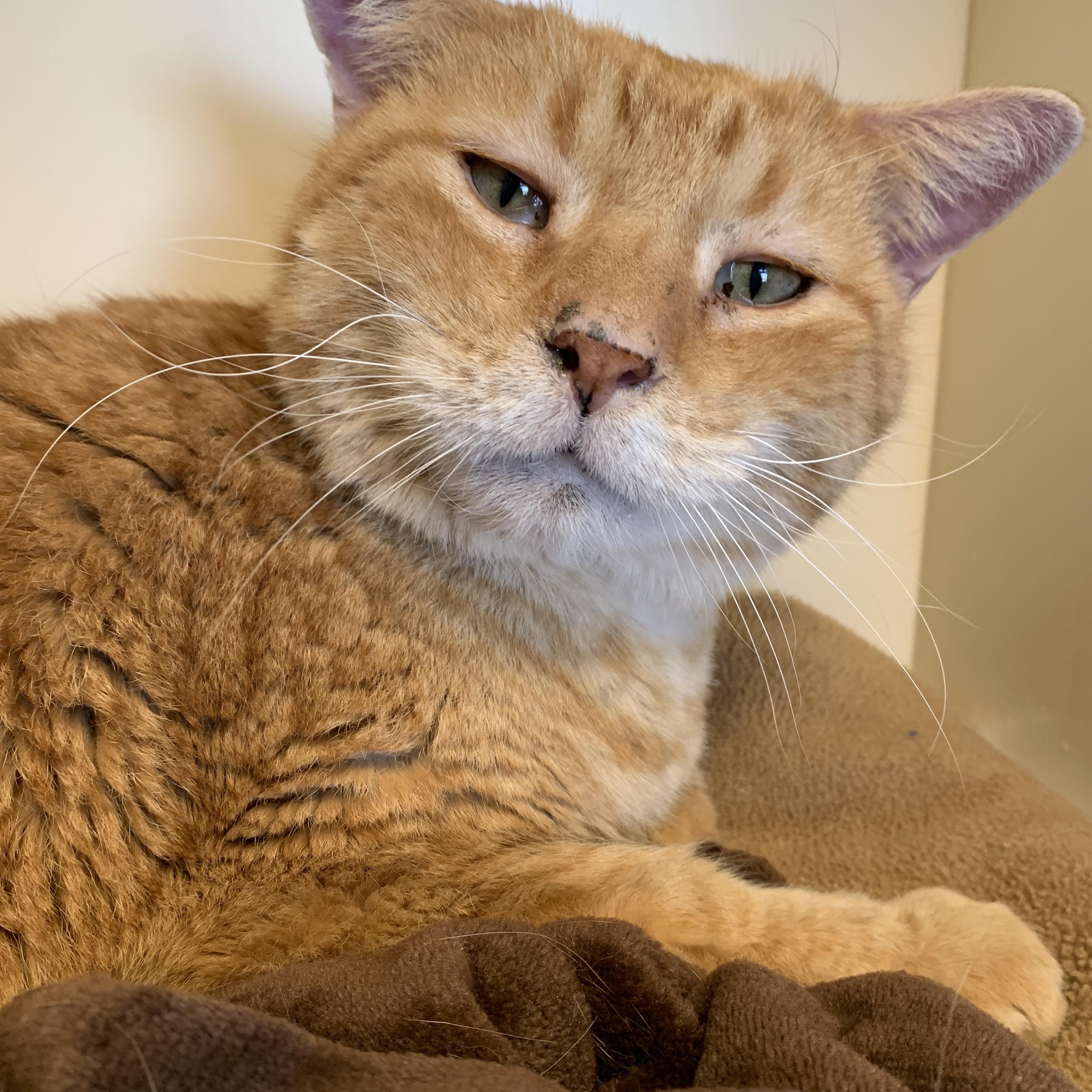 Hobby, a Adoptable mixed breed in Buena Vista, CO image 2/2