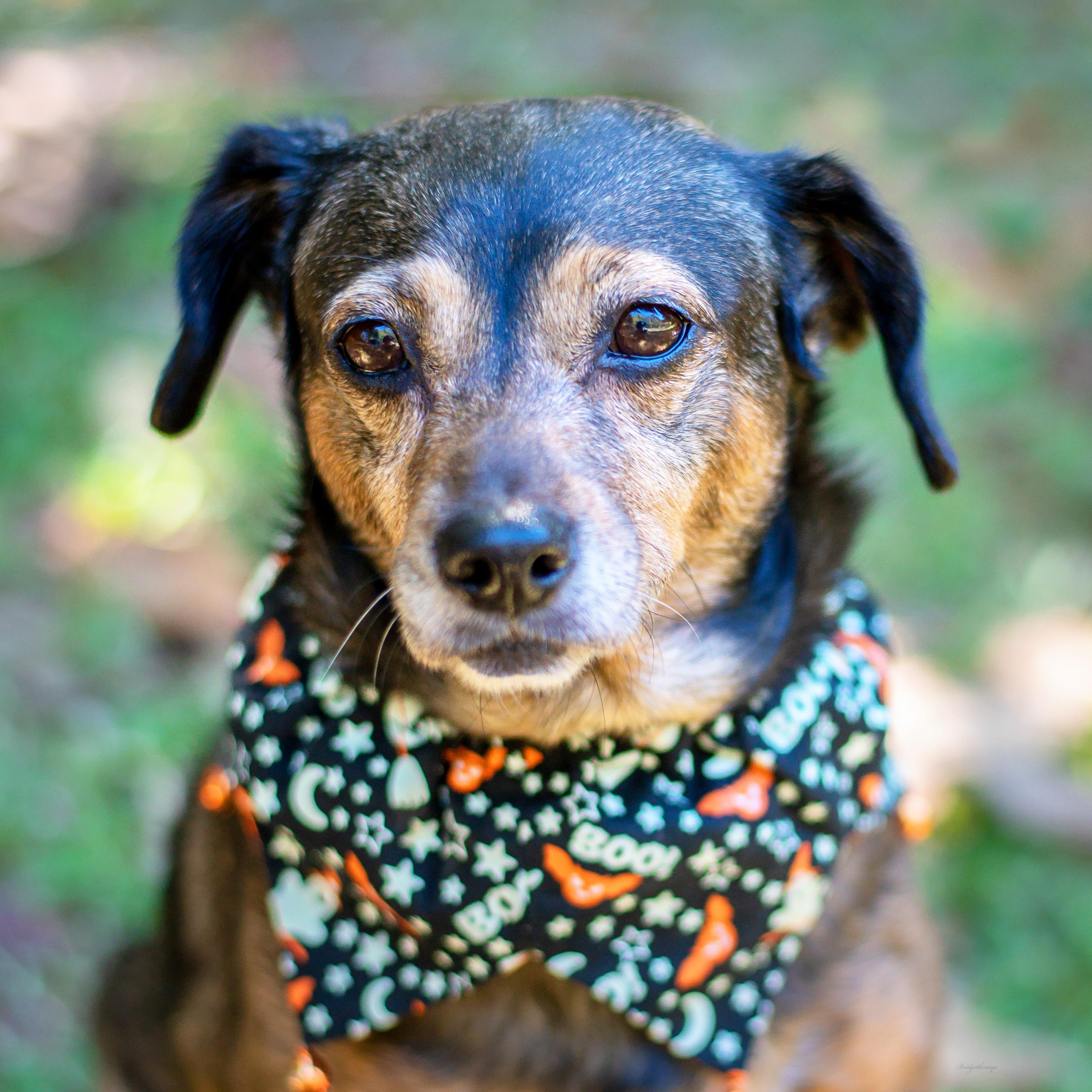 Cookie, Adoptable, Adult Female Mixed Breed.