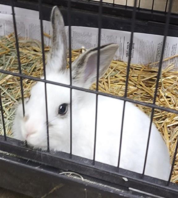 Enlarge BUTTON, a Adoptable Bunny Rabbit in Anchorage, AK image 1/1