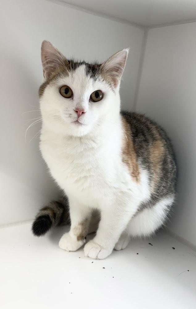 Enlarge Chip ~ Available at PetSmart Warsaw, IN!!, a Adoptable Domestic Short Hair in Rochester, IN image 1/1