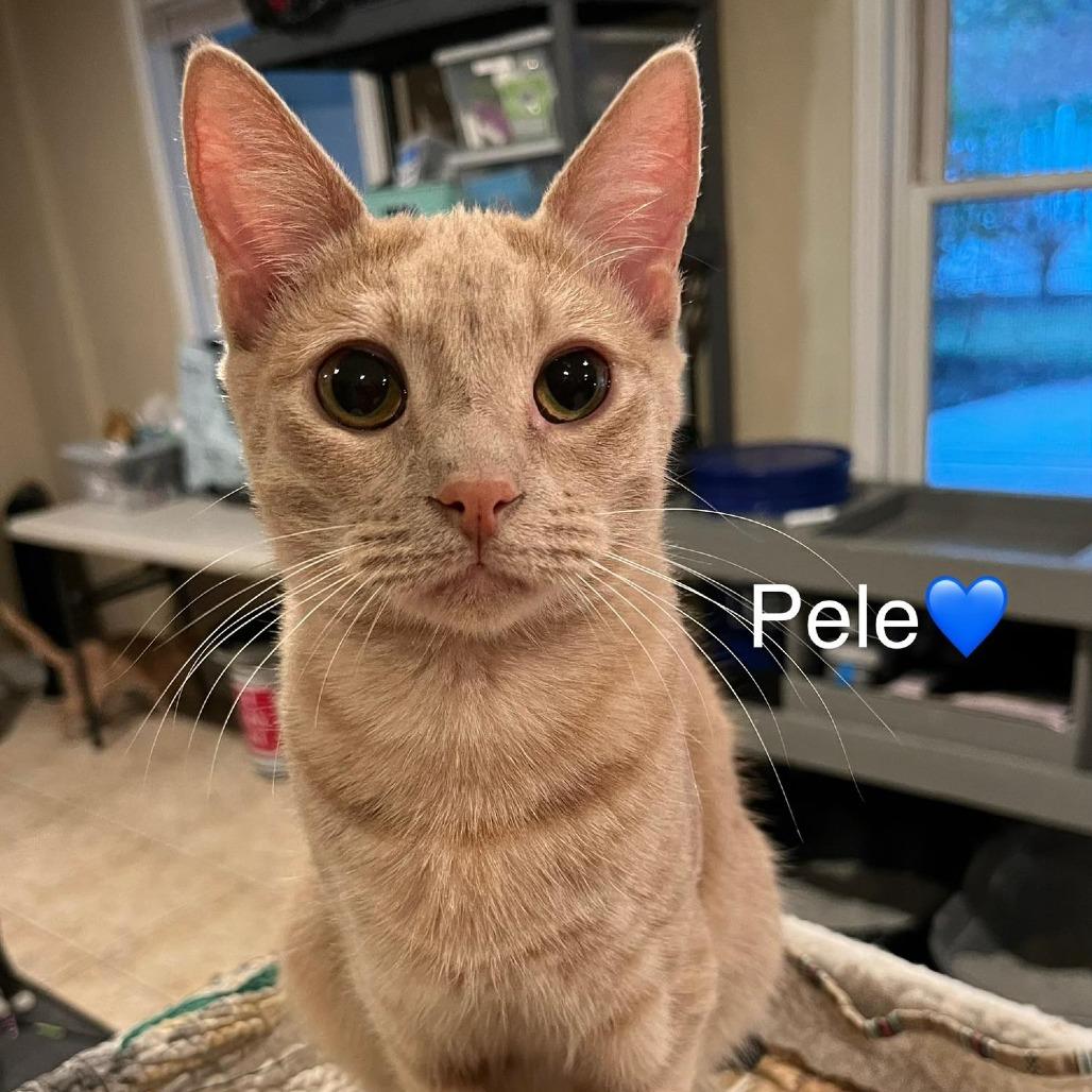 Enlarge Pele, a Adoptable Domestic Short Hair in Peachtree City, GA image 2/5