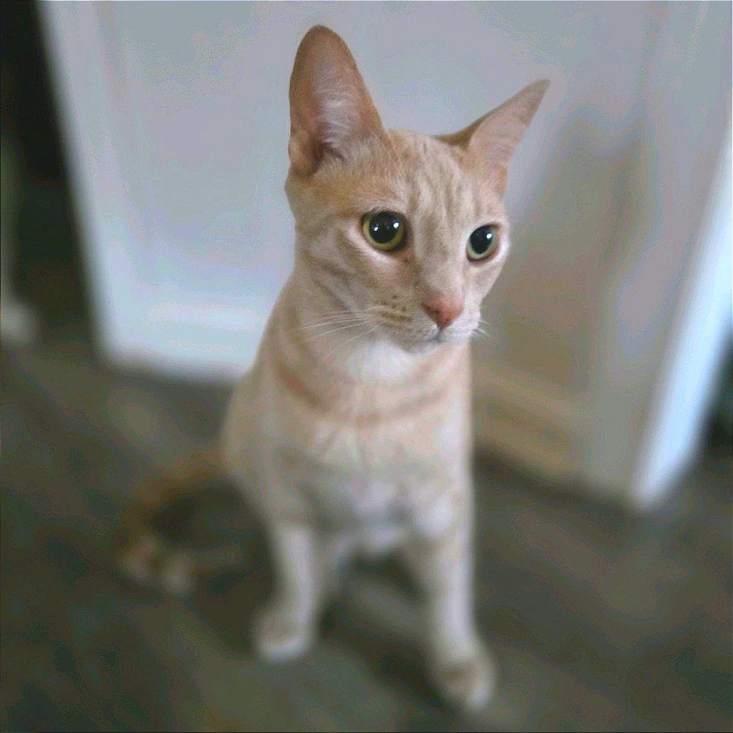 Pele, Adoptable, Young Male Domestic Short Hair.