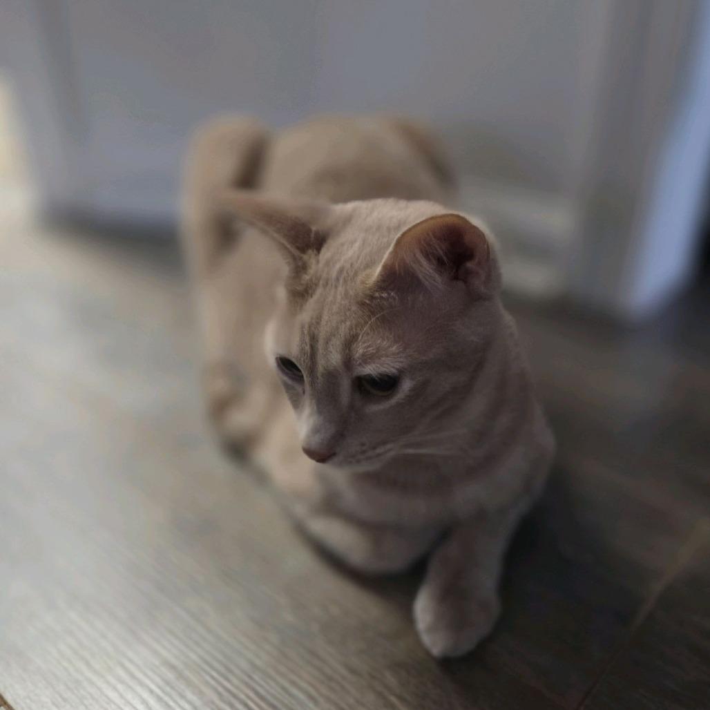 Enlarge Pele, a Adoptable Domestic Short Hair in Peachtree City, GA image 3/5