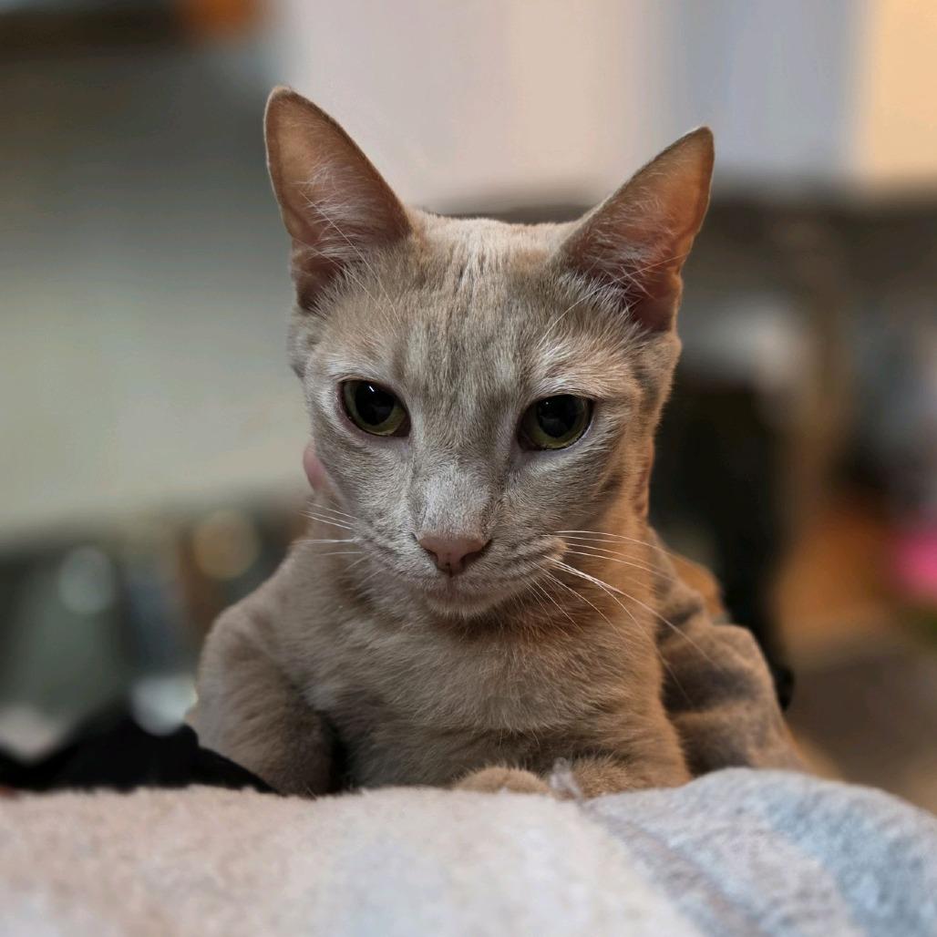Enlarge Pele, a Adoptable Domestic Short Hair in Peachtree City, GA image 4/5