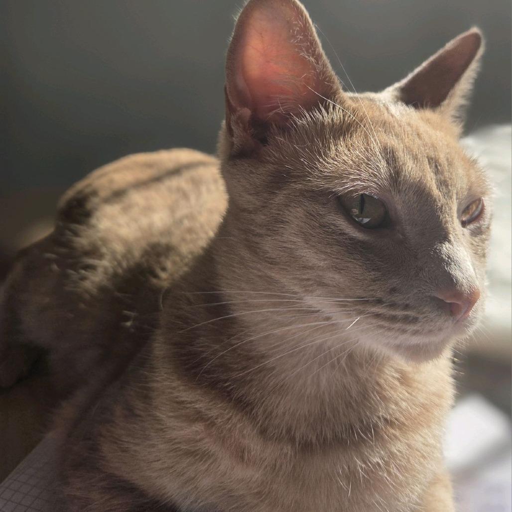 Enlarge Pele, a Adoptable Domestic Short Hair in Peachtree City, GA image 5/5