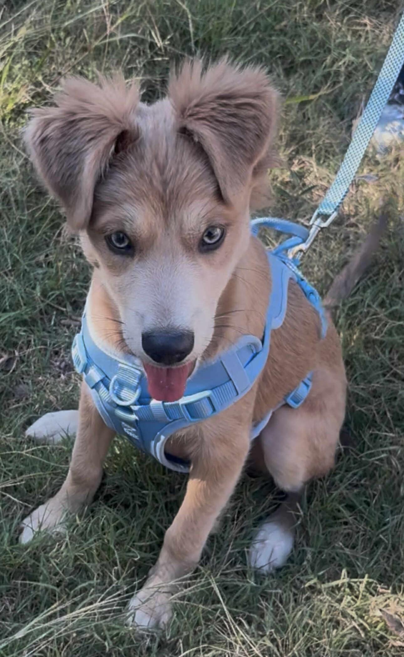 Gorda (Tyler Puppies)