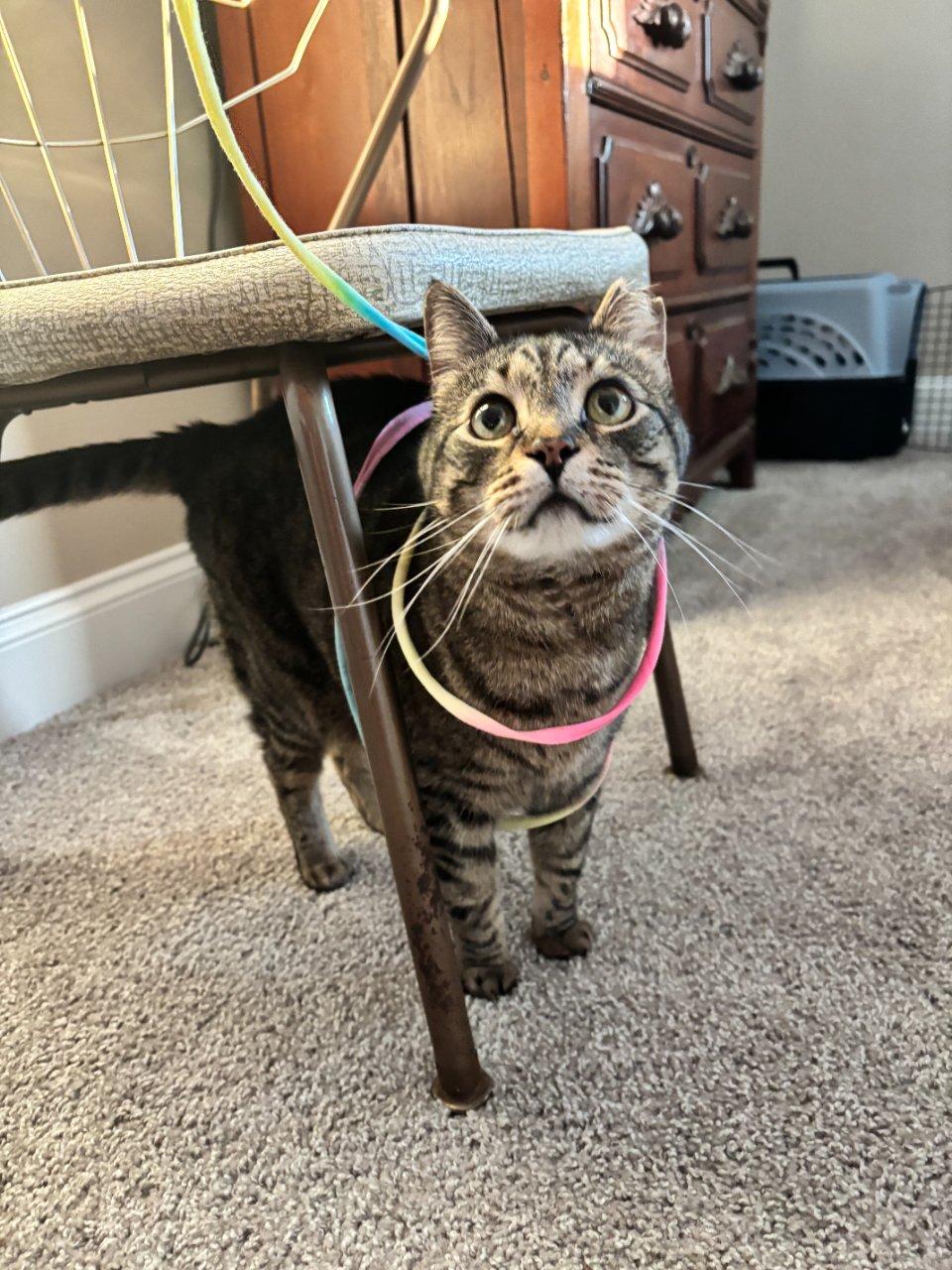 MALIK, a Adoptable Domestic Short Hair in Raleigh, NC image 1/4