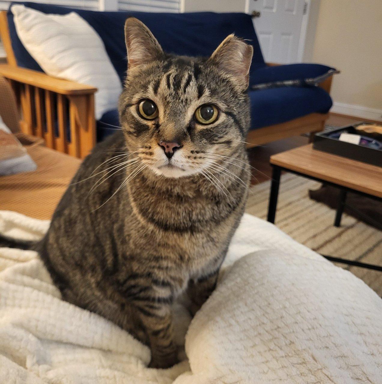 MALIK, a Adoptable Domestic Short Hair in Raleigh, NC image 2/4