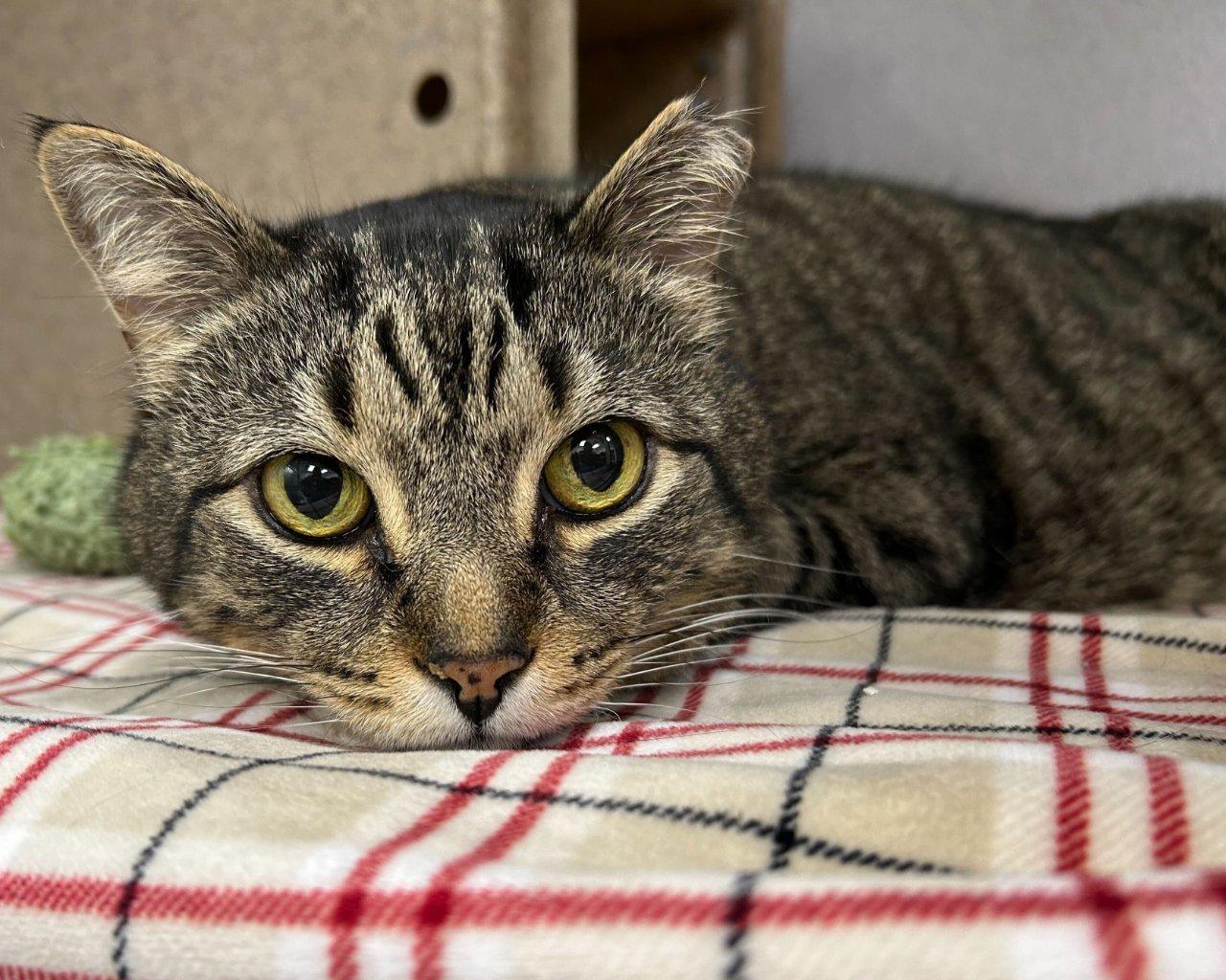 MALIK, a Adoptable Domestic Short Hair in Raleigh, NC image 3/4