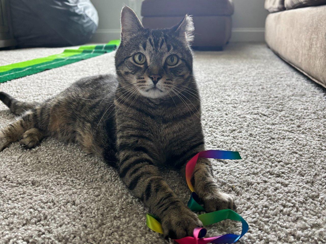 MALIK, a Adoptable Domestic Short Hair in Raleigh, NC image 4/4