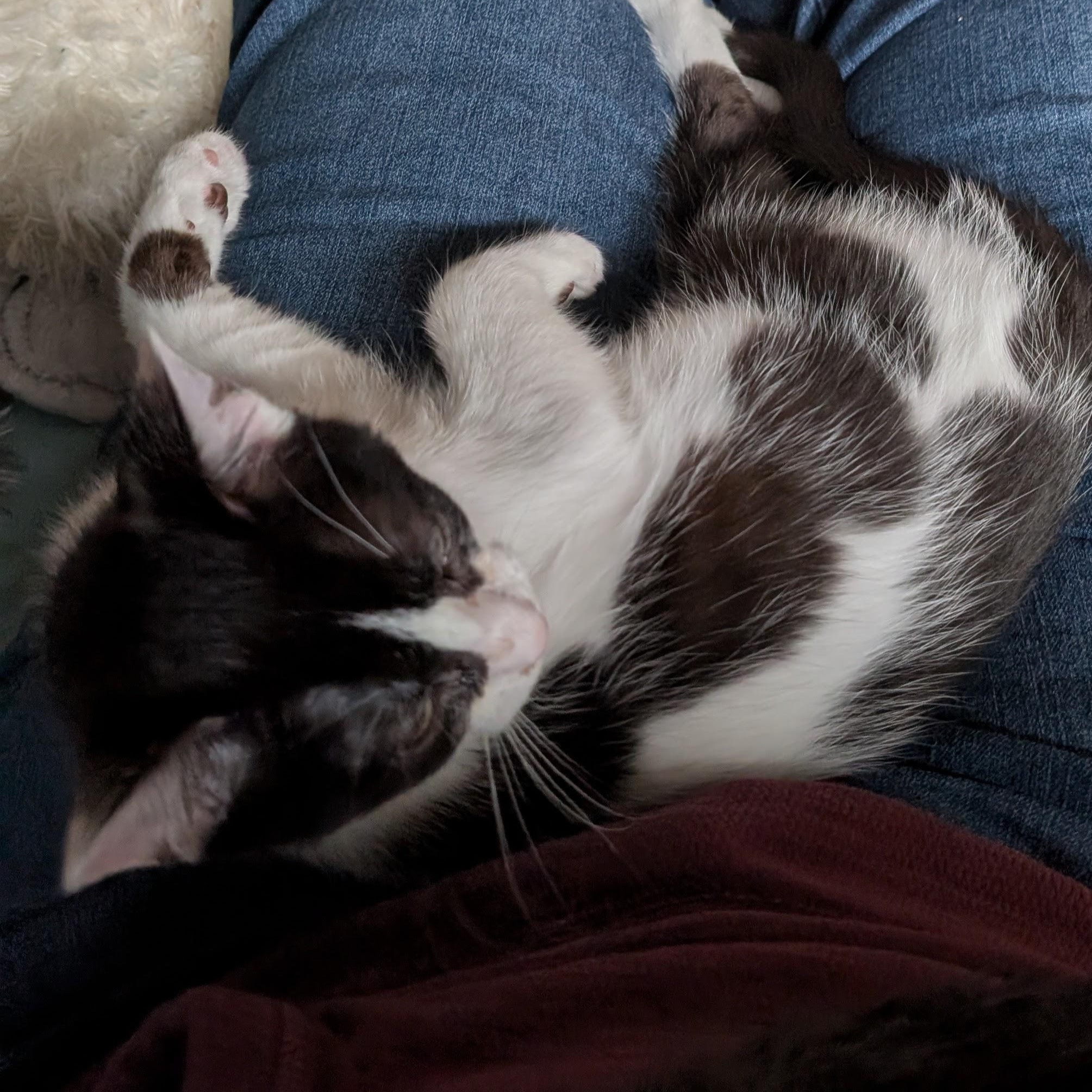 Enlarge Minsc, an adopted Domestic Short Hair in Portland, OR image 3/5